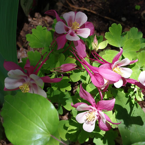 Aquilegia caerulea Origami Rose and White